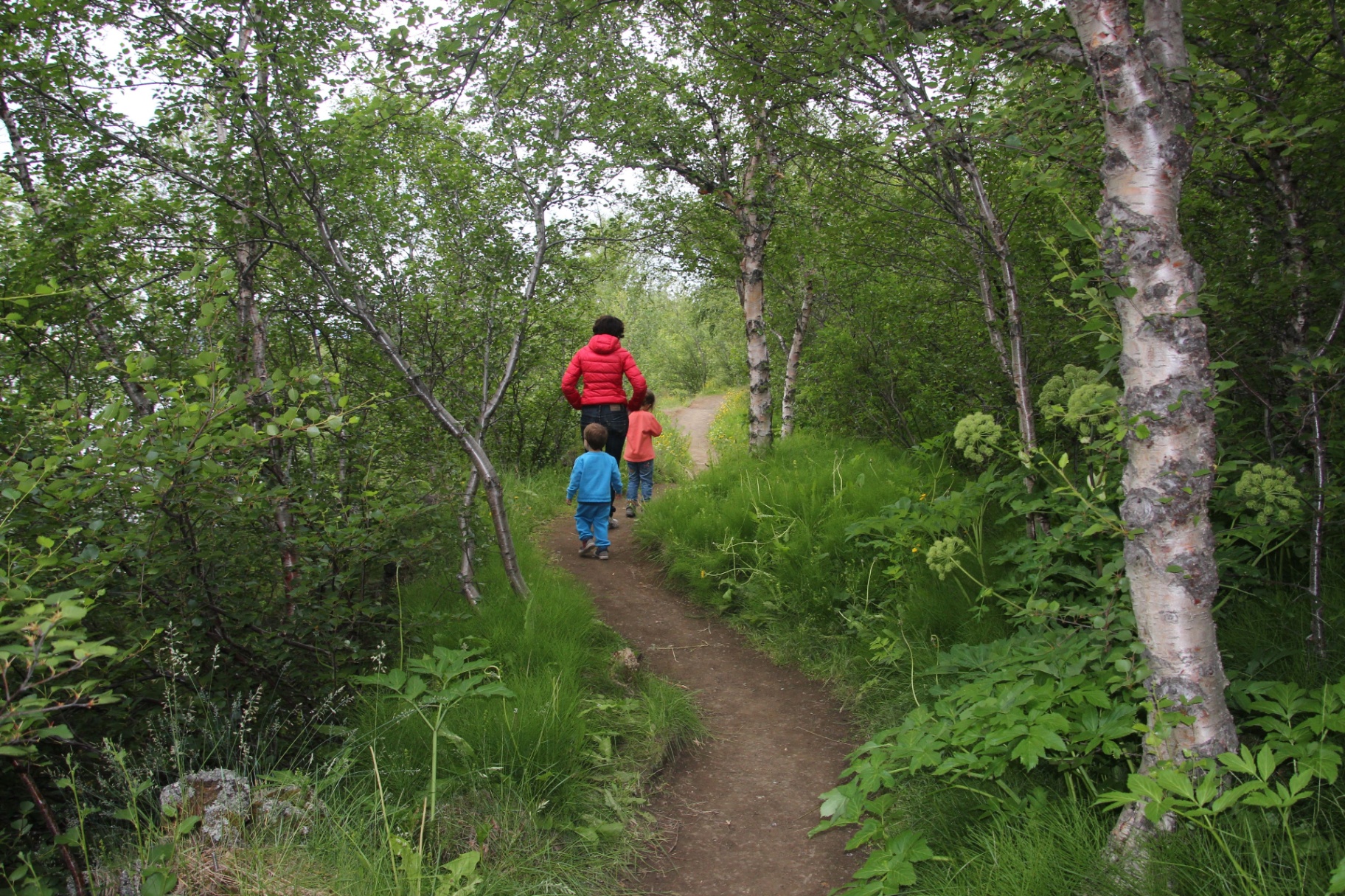A family walking a birch-lined forest path in Iceland